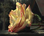 Portrait of the Yellow Rose 4th Video Workshop (DVD)
