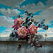 roses on the sky 